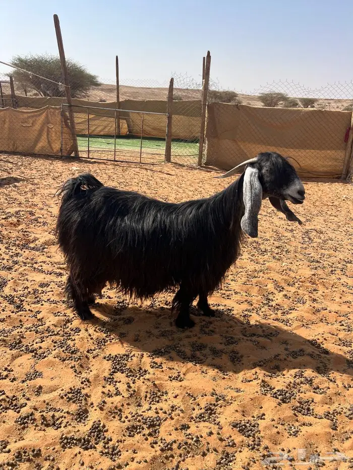 عنز عارضية خصم 2