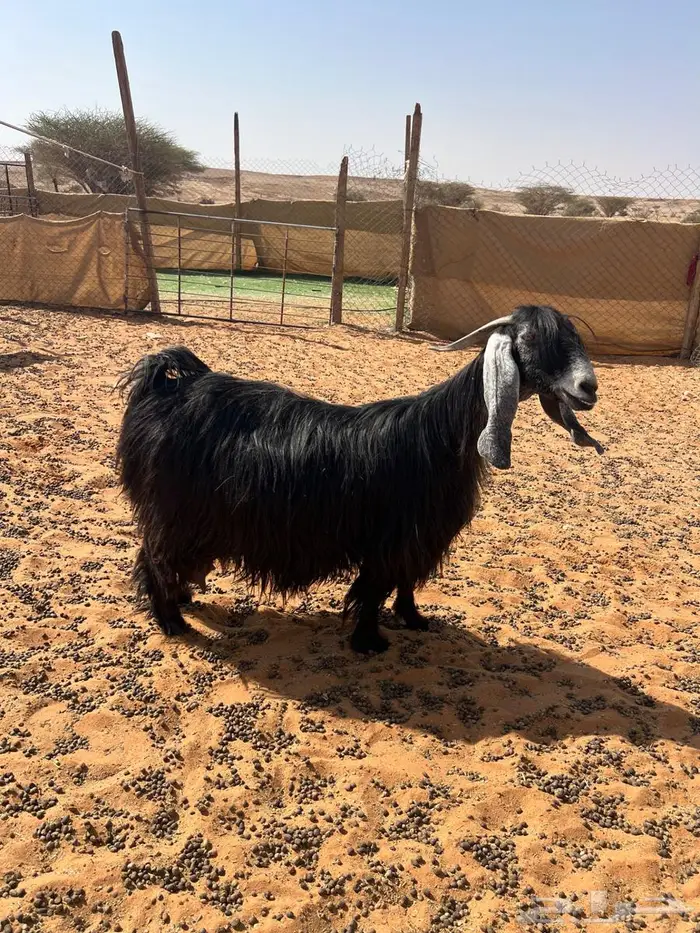 عنز عارضية خصم 4