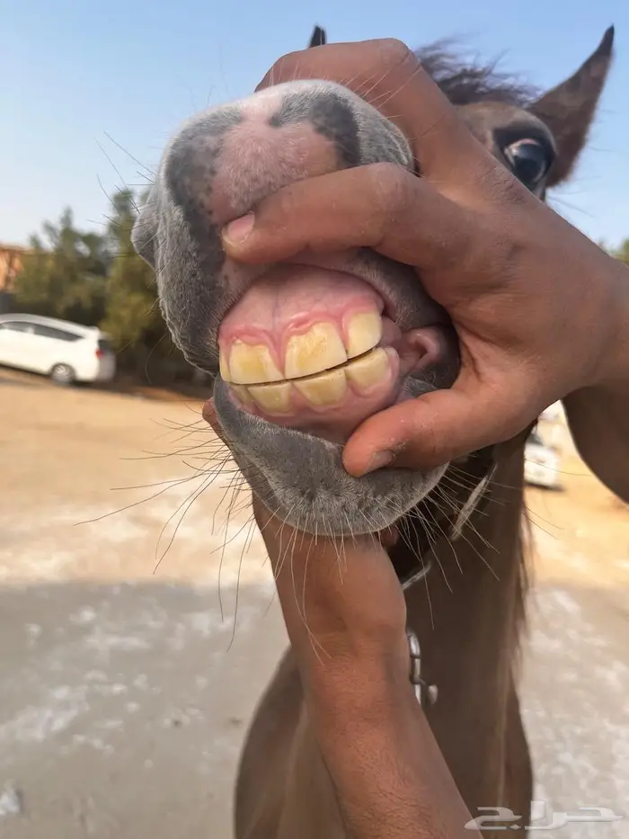 خيل 2