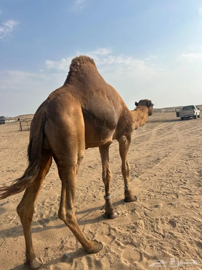 جمل احمر للبيع 4