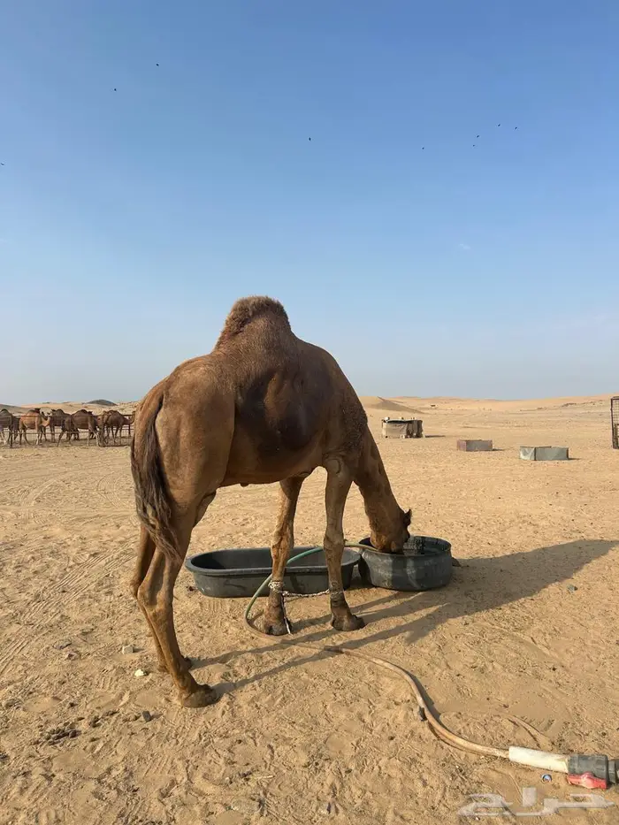 جمل احمر للبيع 0