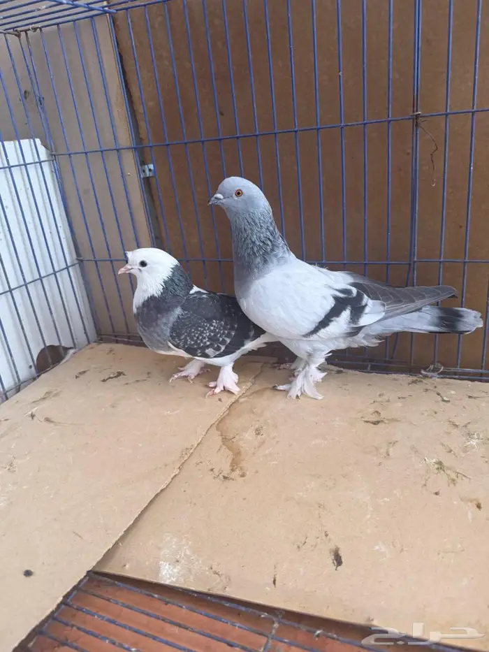 جوز تركي 2