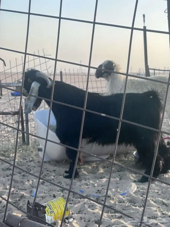 خروف عربي ابيض و تيوس عوارض شرط القريع 1