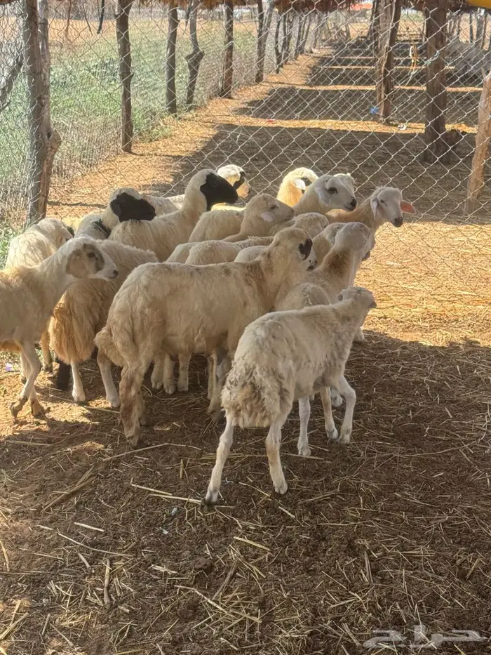 خرفان بلدي تربية 16 2