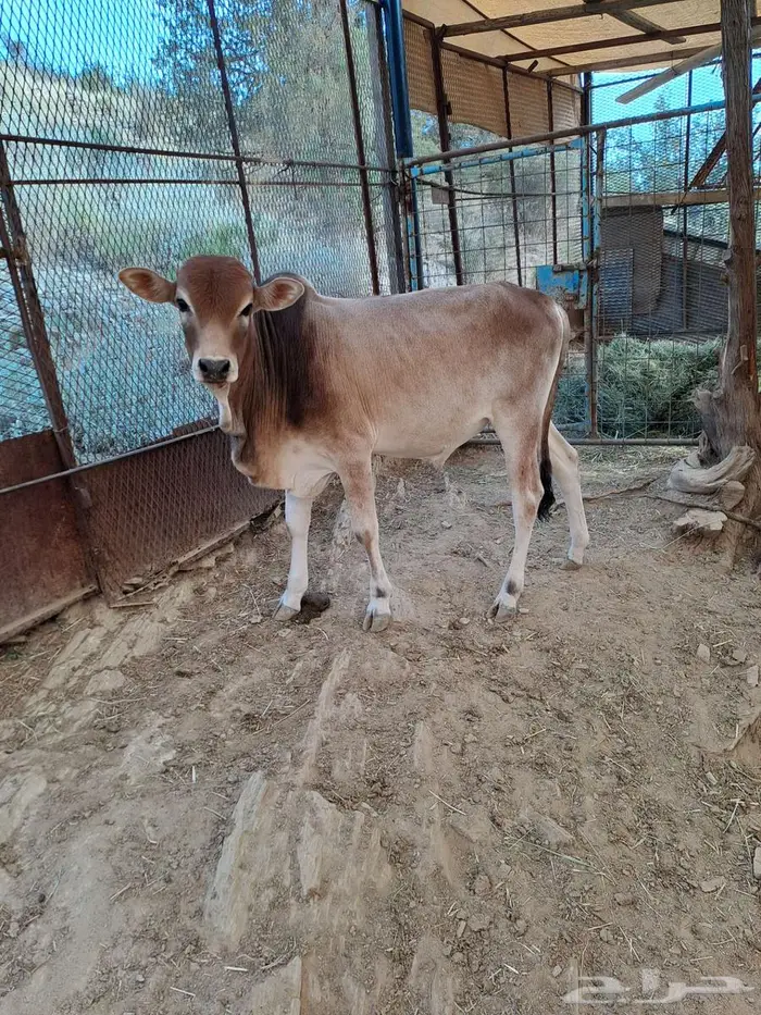 بقره وحسيلها 1