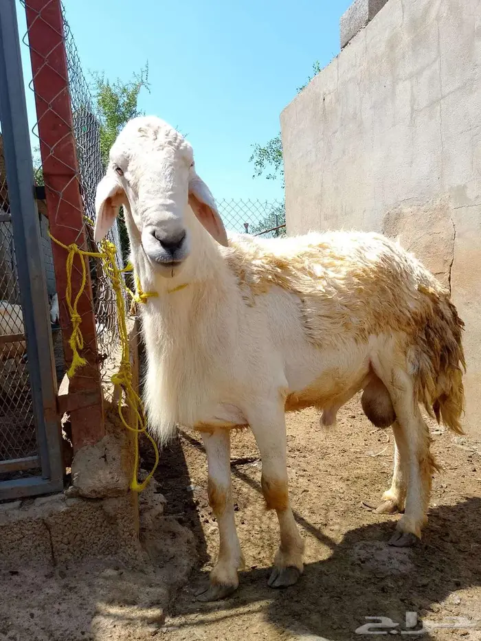 خروف فحل كفو حار سنه سديس 0