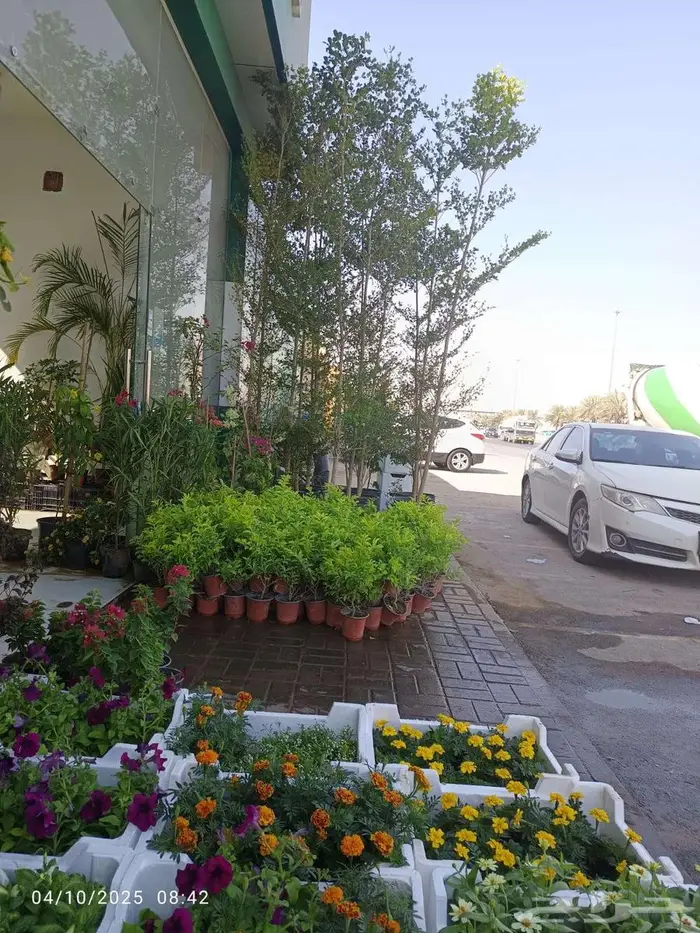 نخيل وأشجار جميع المقاسات 4