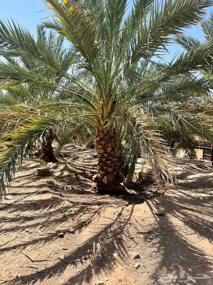 نخيل وأشجار جميع المقاسات 22
