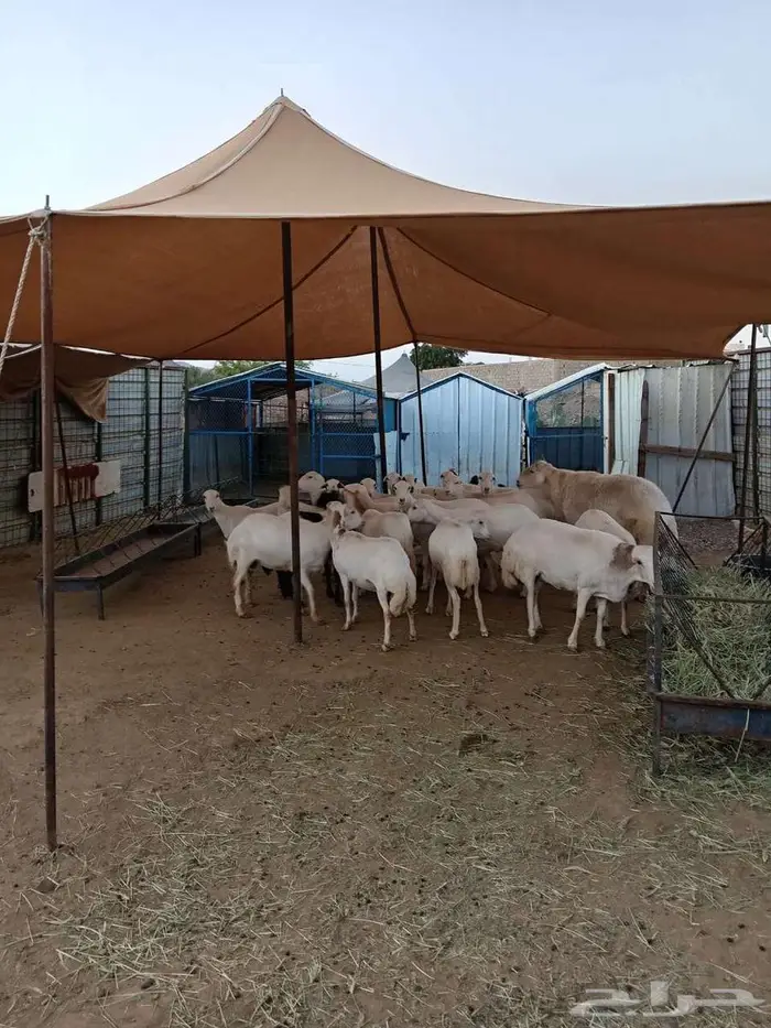 الباحة معشوقة 0