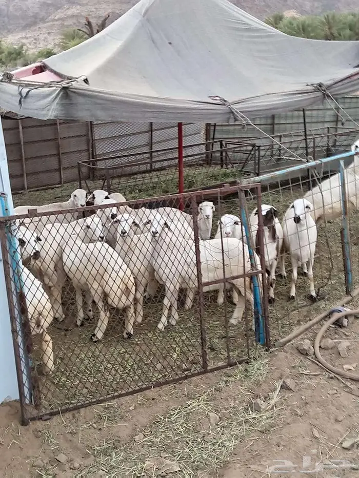 الباحة معشوقة 2