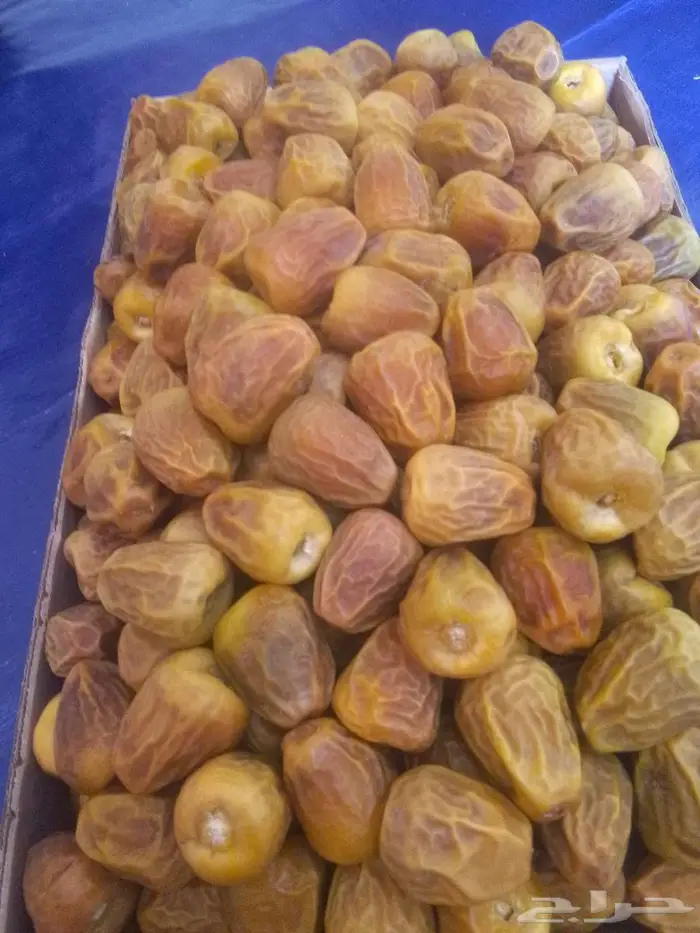 تمر اخلص القصيم مزرعه العمر 15