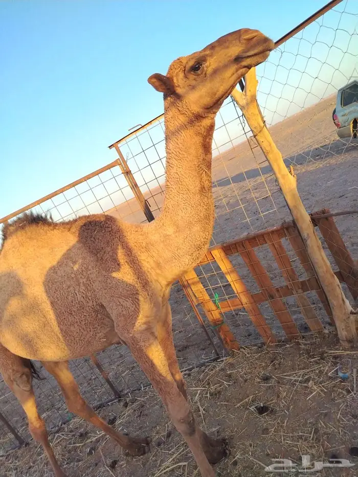 بكره عدله و سمينه للبيع 9