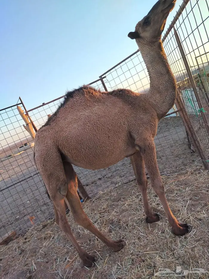 بكره عدله و سمينه للبيع 14