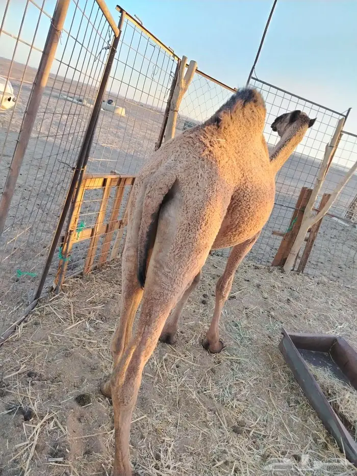 بكره عدله و سمينه للبيع 6