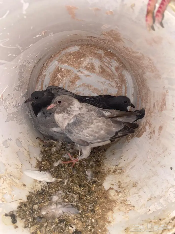 حمام زاجل فروخ صغار مذبوح جاهز ونظيف 0