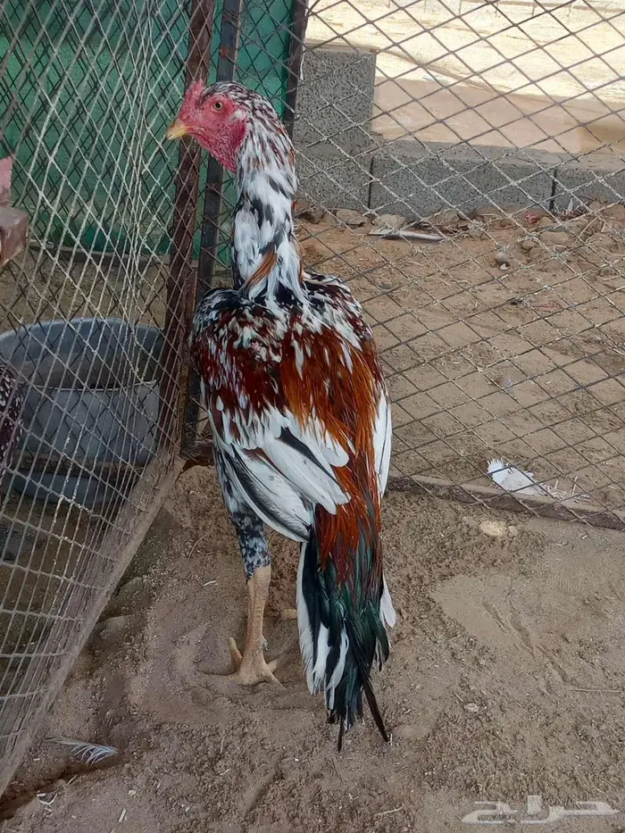 دجاج سندي غبشاني 0