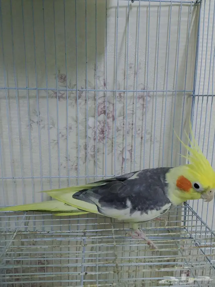 دكر كروان منتج وبصحة جيده 0