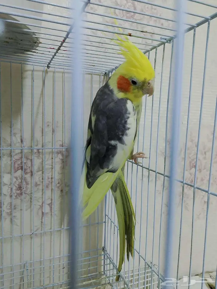 دكر كروان منتج وبصحة جيده 4