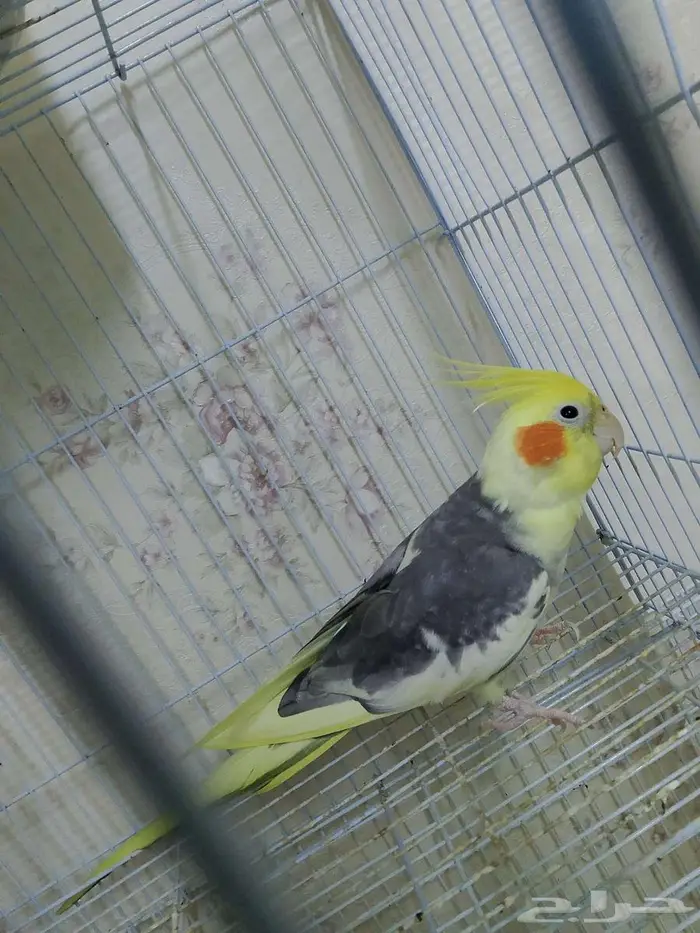 دكر كروان منتج وبصحة جيده 2