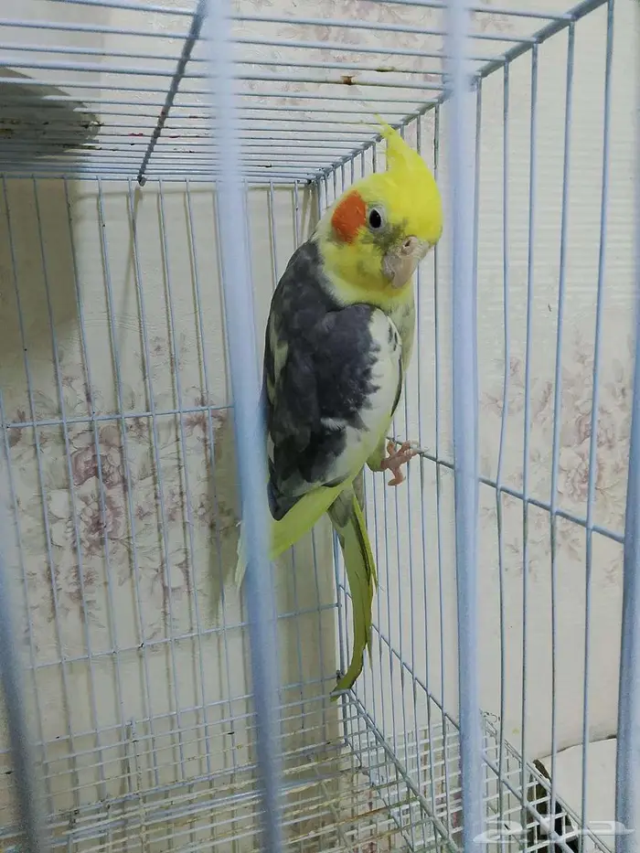 دكر كروان منتج وبصحة جيده 3