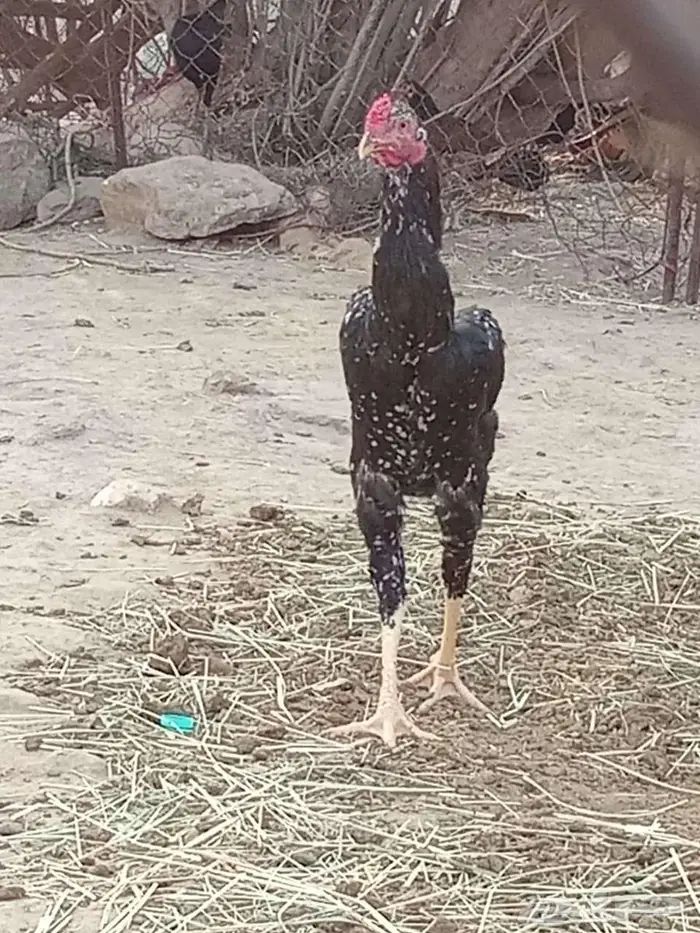 دجاج باكستاني 0