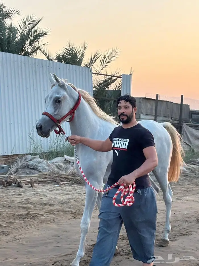 خيل 1