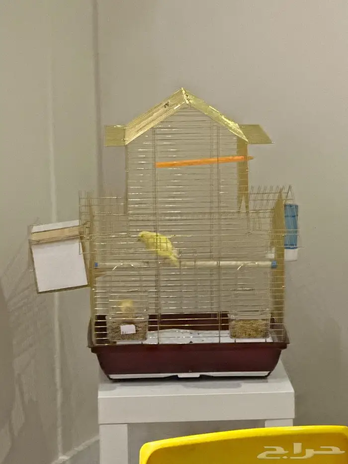 للبيع زوج طيور كناري 0