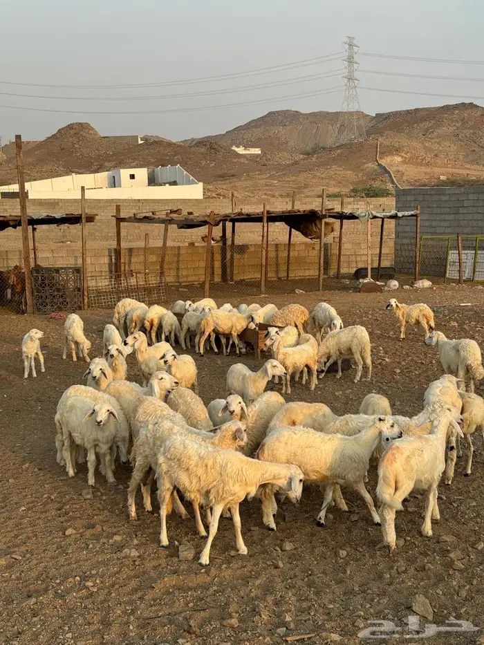 رخال وطليان حري 0