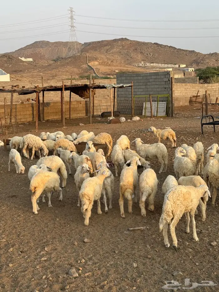 رخال وطليان حري 1