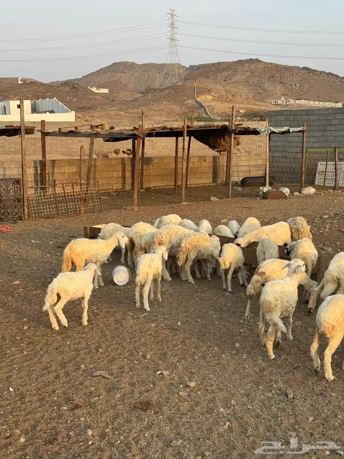 رخال وطليان حري 2