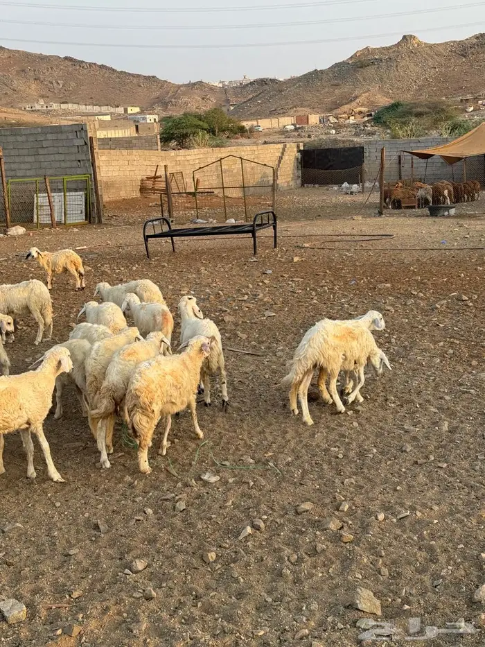 رخال وطليان حري 3