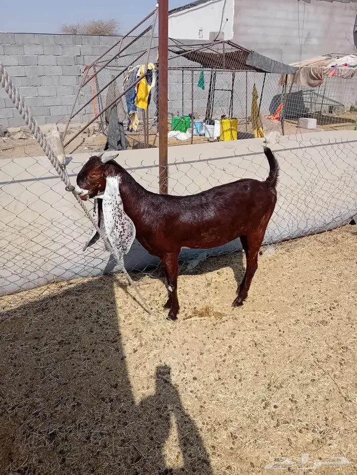جذعة هولندية 2