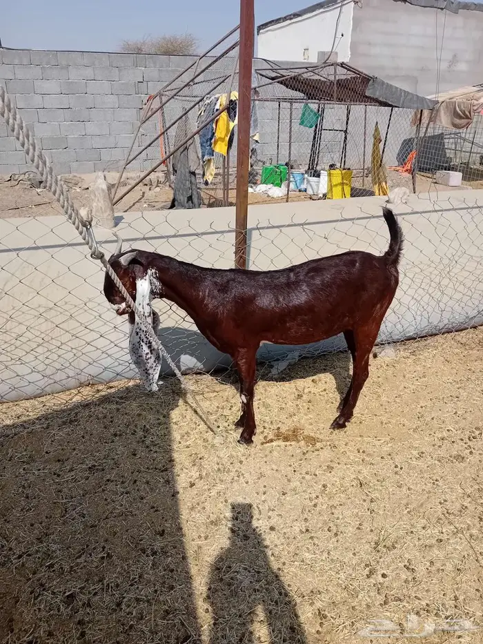 جذعة هولندية 3