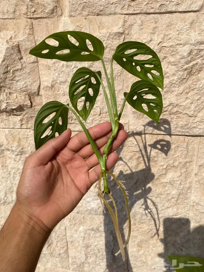 Monstera adansonii 0