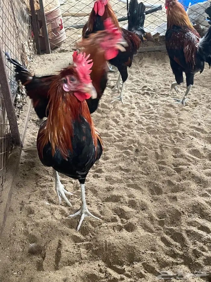 ديوك عربي للبيع 2
