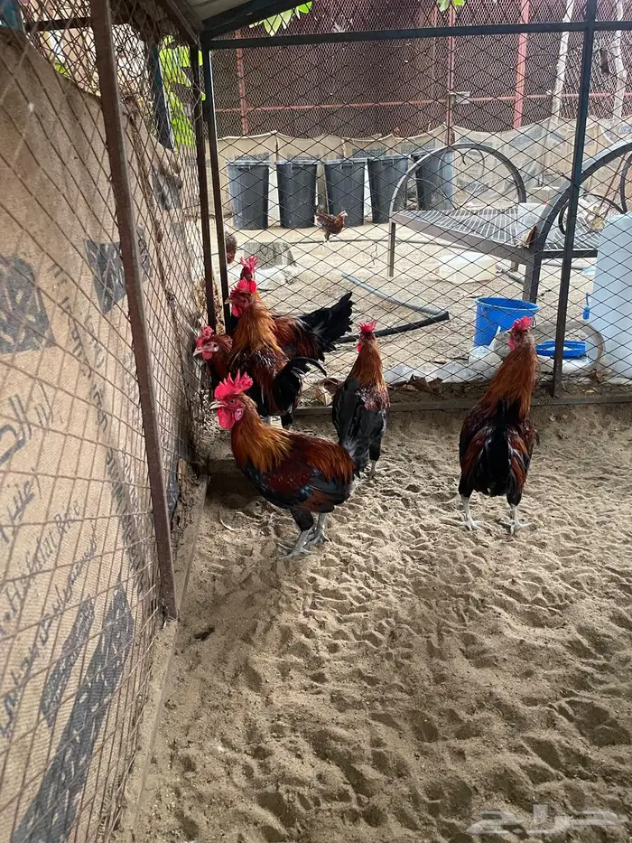 ديوك عربي للبيع 5