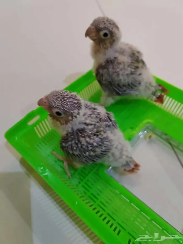 فروخ كنيور ( تم البيع ) 3