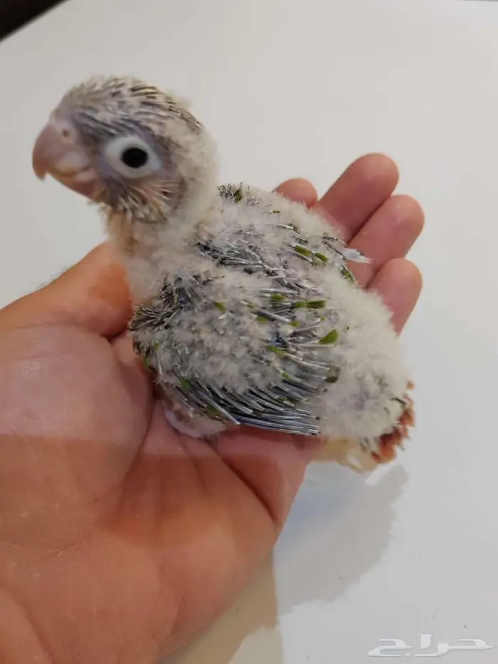 فروخ كنيور ( تم البيع ) 1