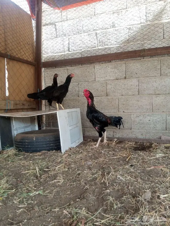 للبيع 3