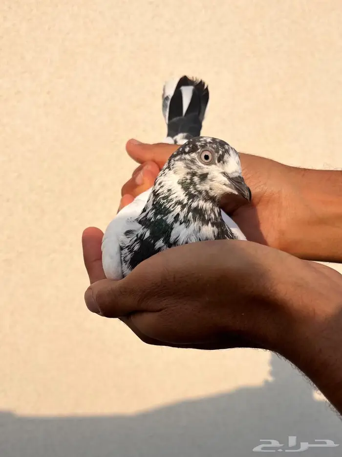 جنسرا Pure 0