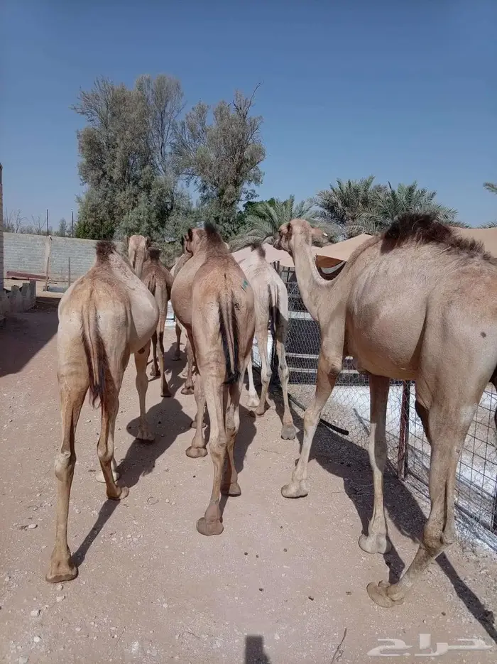 قعدان صوماليه جمله للتربيه 1