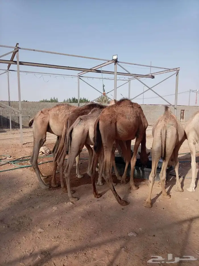 قعدان صوماليه جمله للتربيه 2