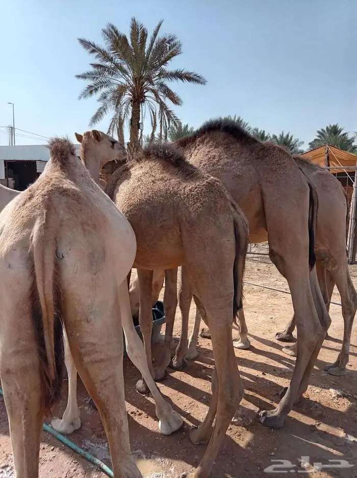 قعدان صوماليه جمله للتربيه 4