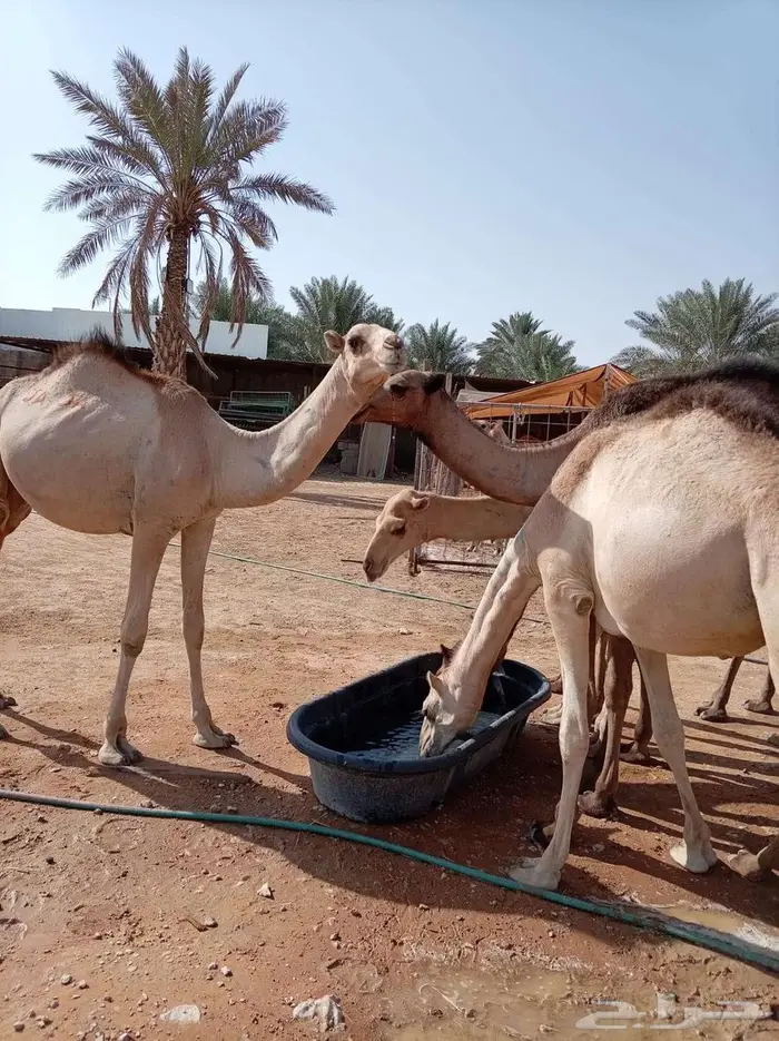 قعدان صوماليه جمله للتربيه 0