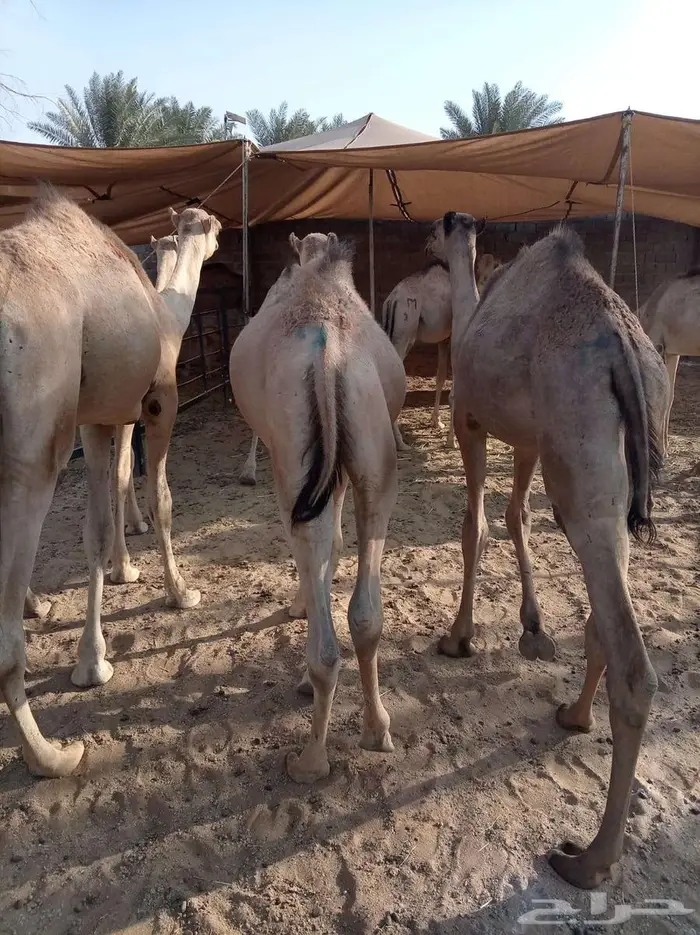 قعدان صوماليه جمله للتربيه 5