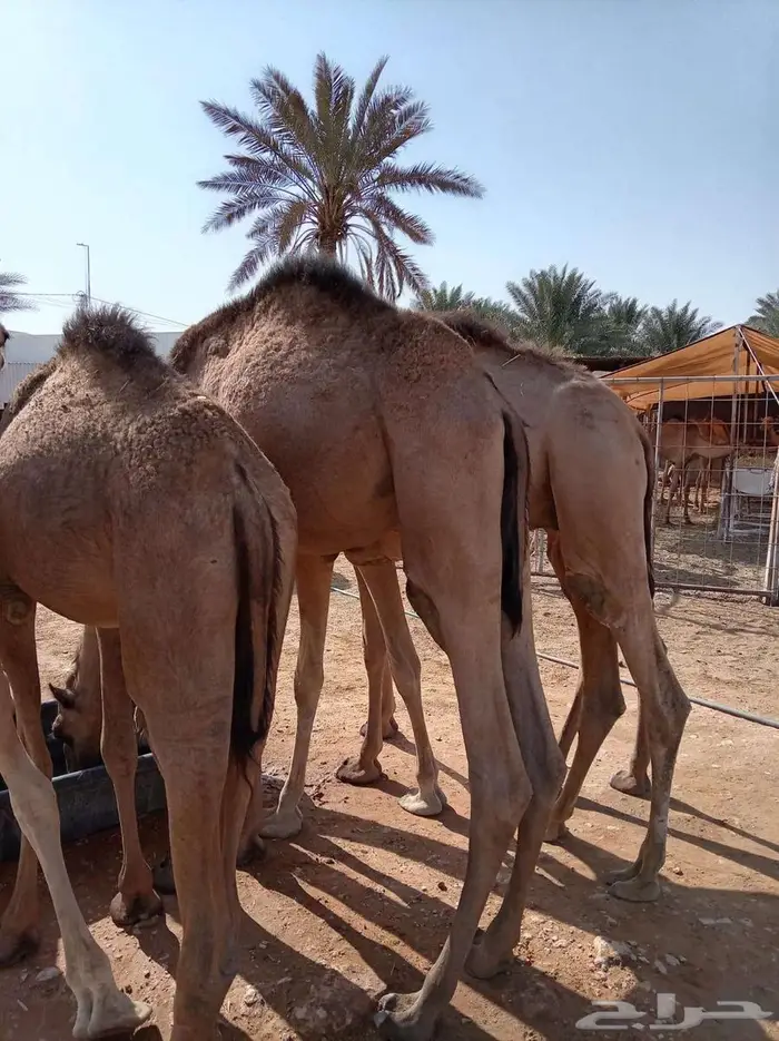 قعدان صوماليه جمله للتربيه 6