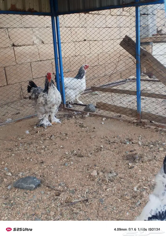 دجاج براهما 1