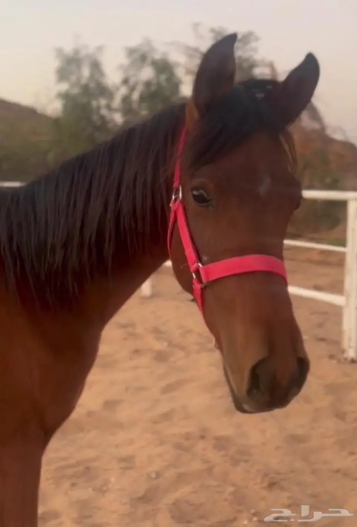 مهر شعبي ومهره شعبيه للبيع 0