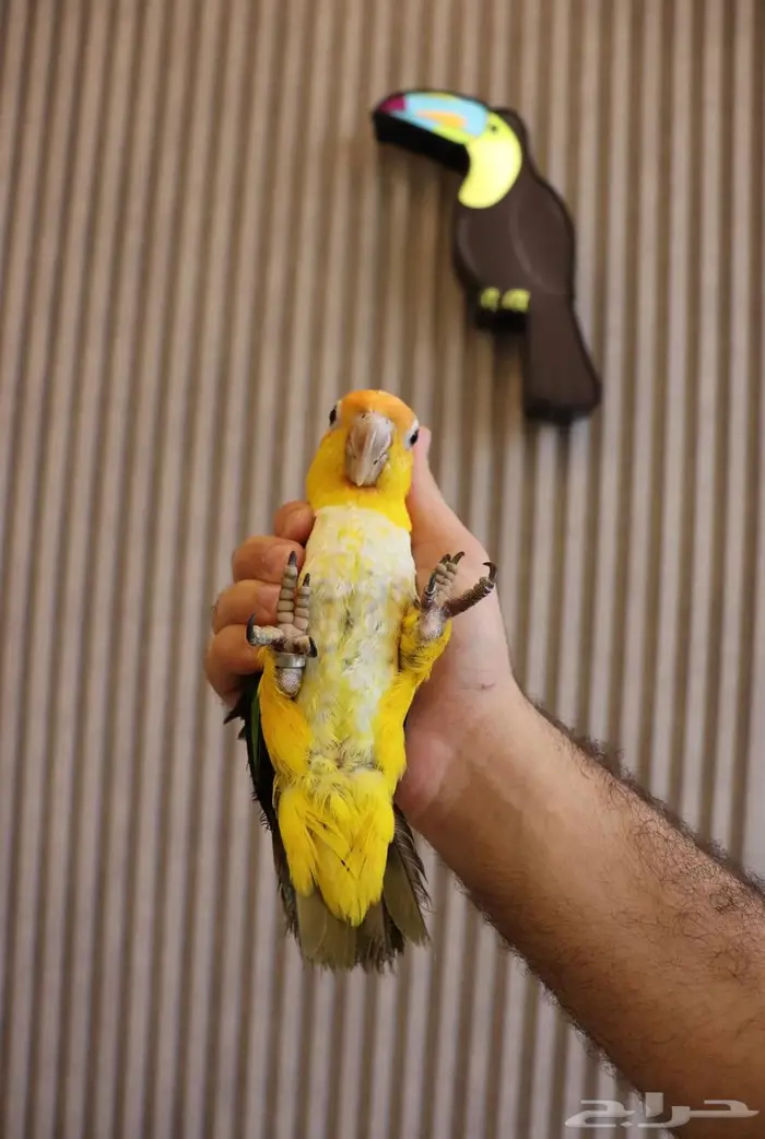 فرخ كايك وايت بيلي اليف 3
