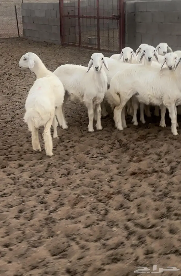 رخال مقنوي طيبه 2